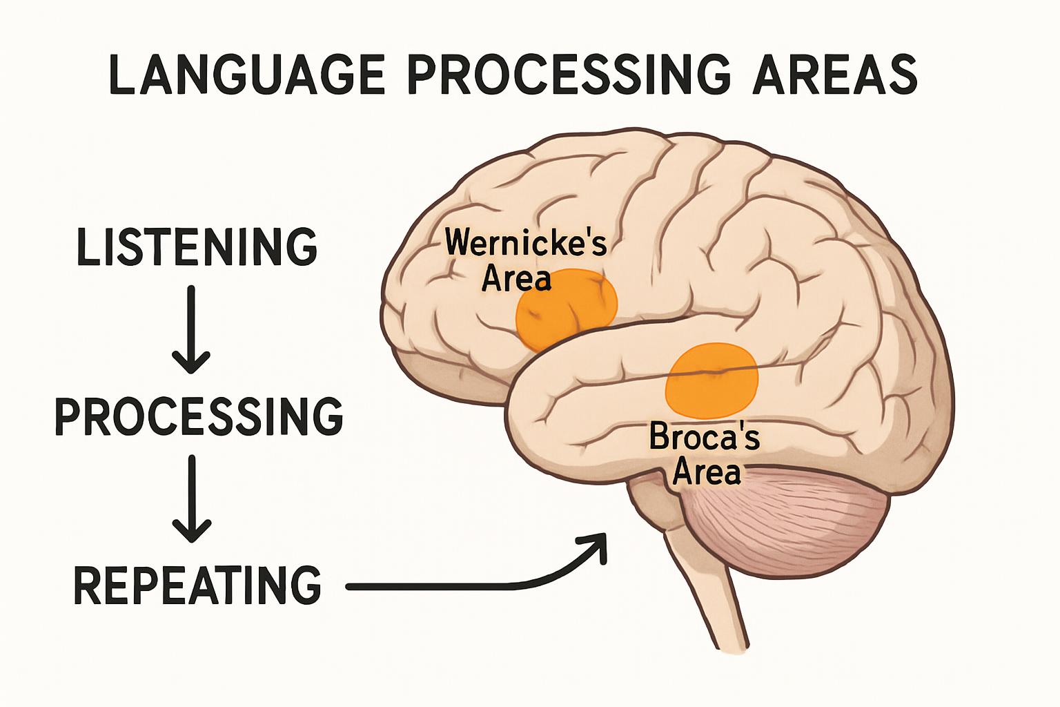 brain's language processing areas